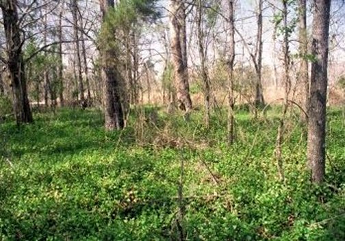 Carter Family Cemetery