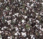 Cotton field