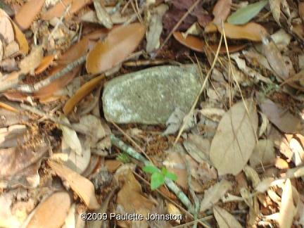 Mrs. Jackson's resting place